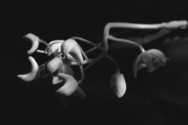 Dendrobium kingianum var. Silcockii bw 9.jpg