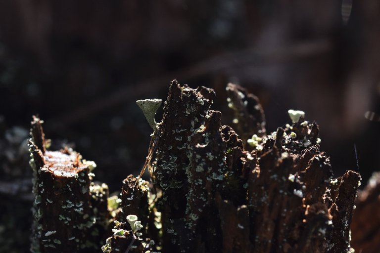 Lichen Cladonia pyxidata old stump 5.jpg