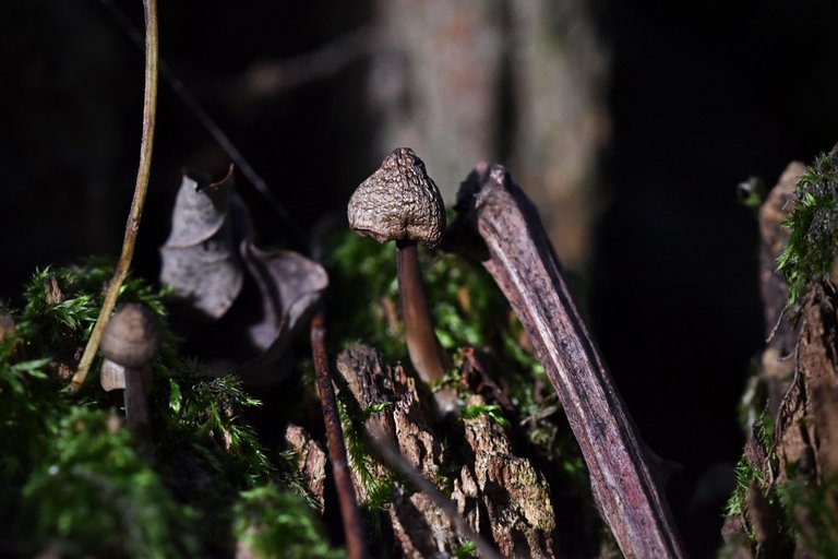 mushrooms moss log 6.jpg