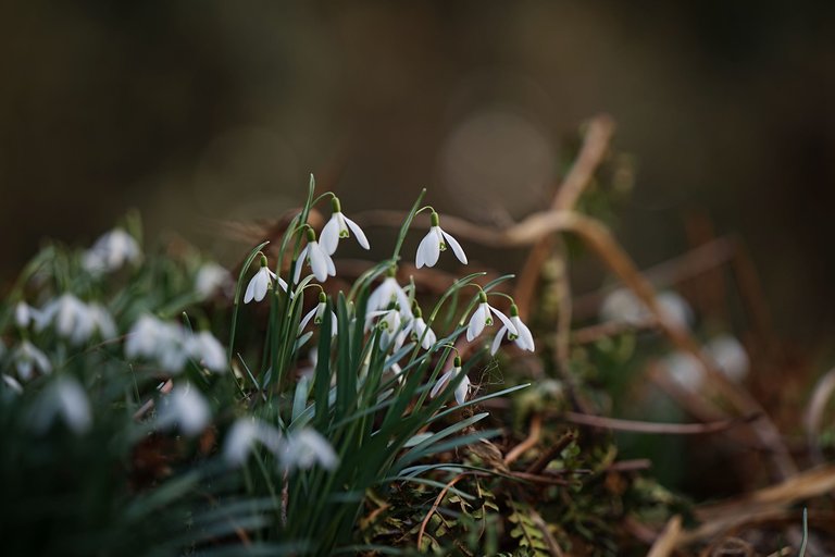 Snowdrops Samyang 4.jpg