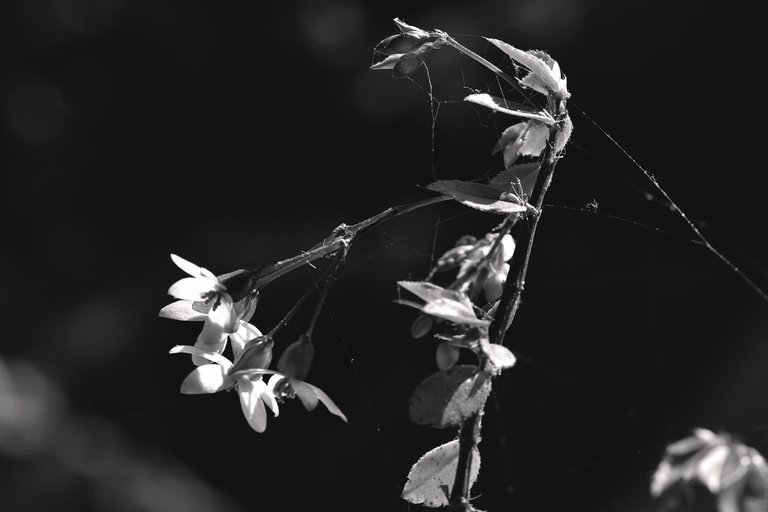 Begonia flowers bw 1.jpg