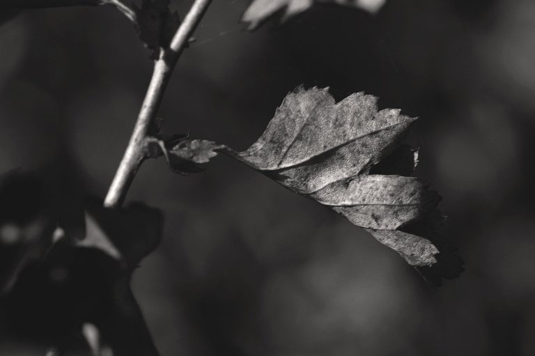 dry leaf pl bw 1.jpg