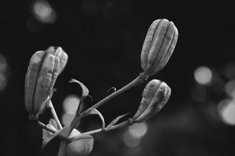 Lily pod bw 9.jpg