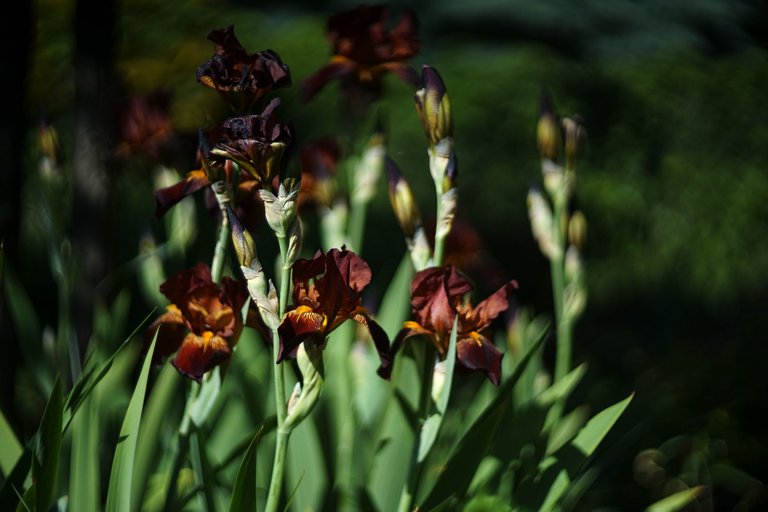 brown Iris helios pl 3.jpg