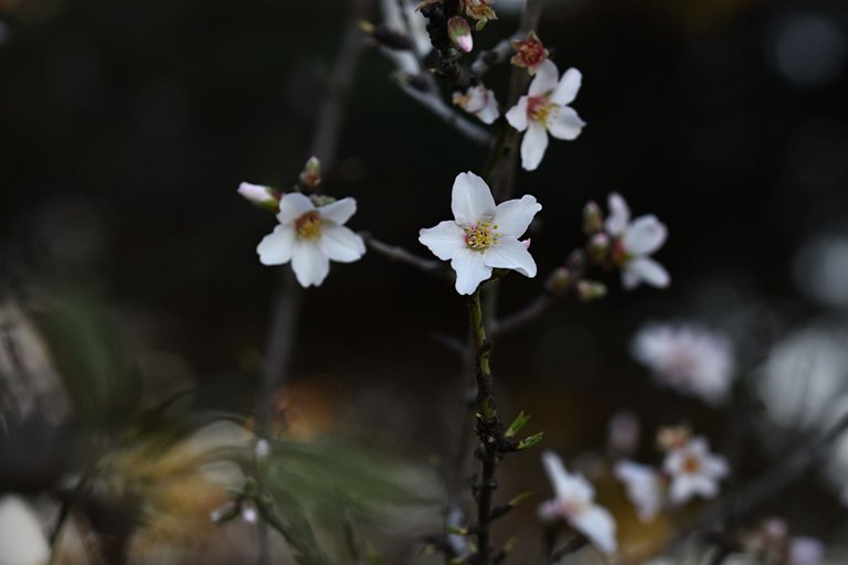 Almond blossom jan  3.jpg
