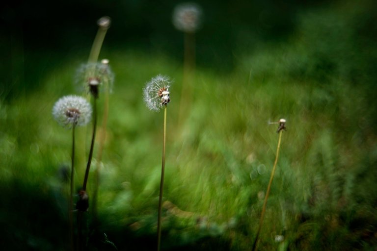 dandelion bokeh biotar 3.jpg