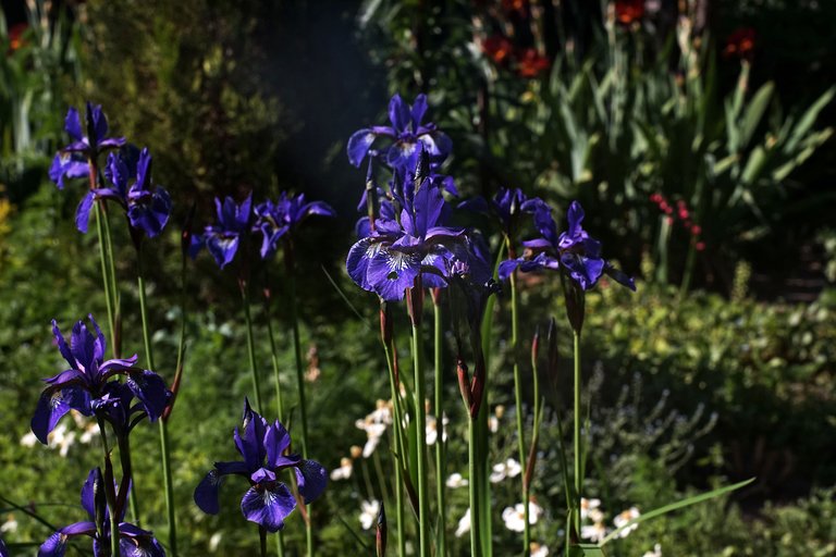 Blue Iris garden pl helios 1.jpg