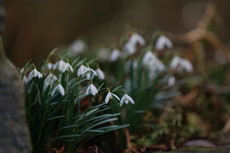 Snowdrops Samyang 5.jpg