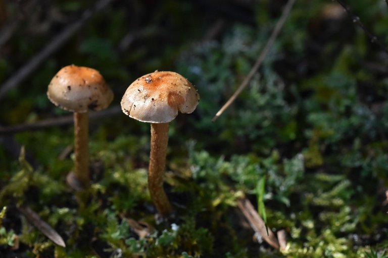 mushrooms march 1.jpg