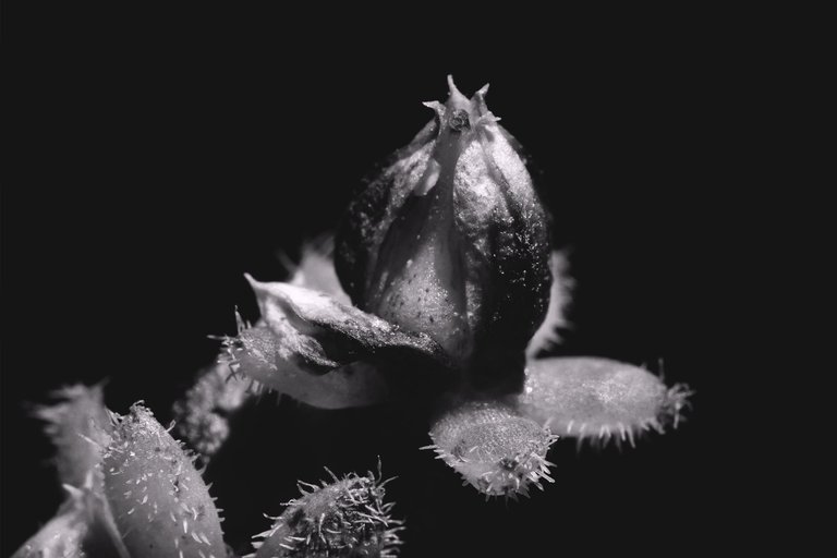 Echeveria Setosa var. Deminuta bw 4.jpg