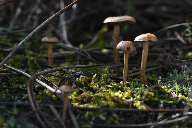 mushrooms march 5.jpg
