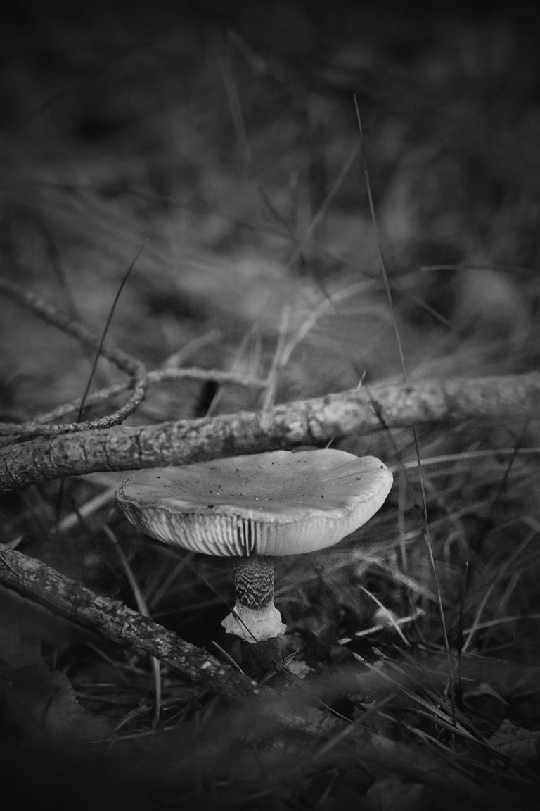 mushrooms gills bw 2.jpg