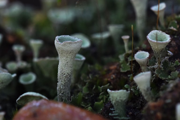 Cladonia lichens moss macro 7.jpg