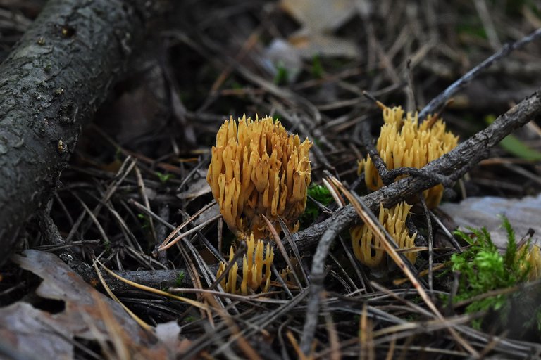 Ramaria yellow mushrooms pl 4.jpg
