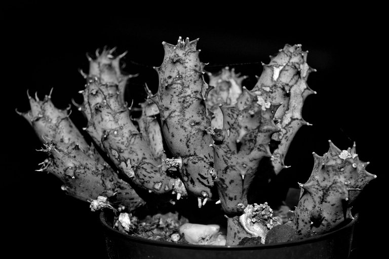 Huernia scars bw 9.jpg