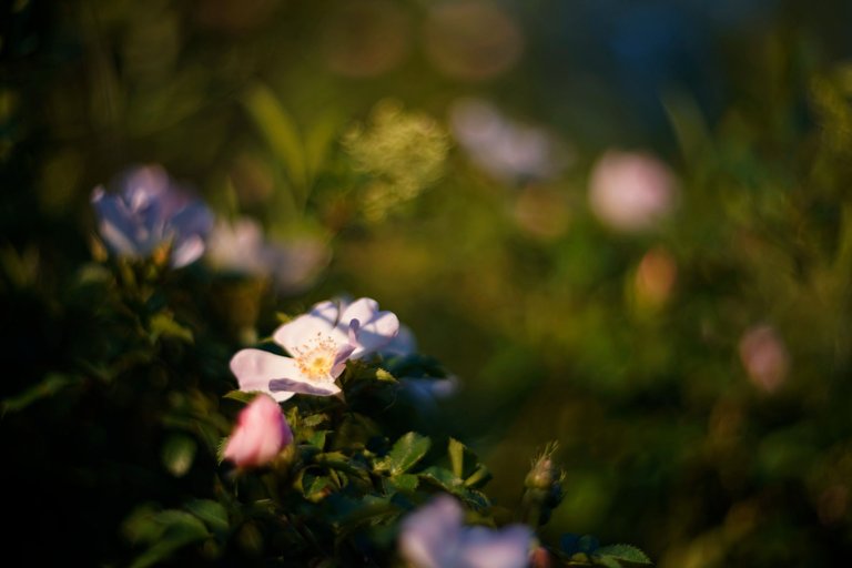 wild roses pl helios bokeh 4.jpg