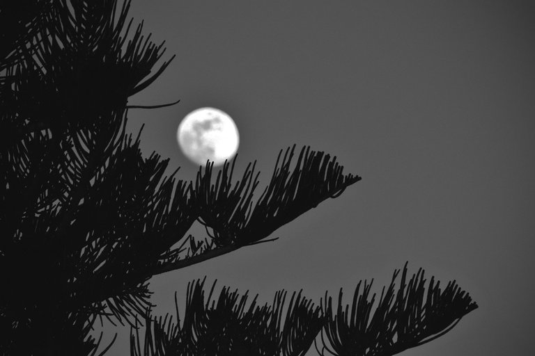 moon tree bw.jpg