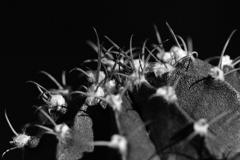 gymnocalycium mihanovichii spines bw.jpg