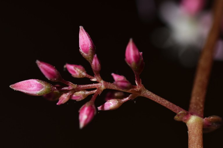 Crassula multicava blooming 2023 1.jpg