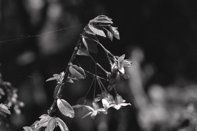 Begonia flowers bw 4.jpg