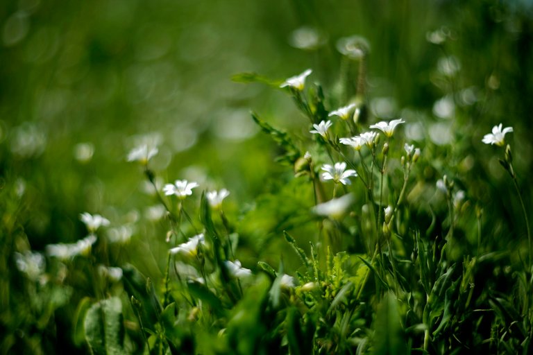 wildflowers lawn helios 3.jpg