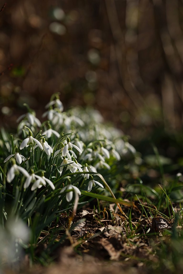 Snowdrops Samyang 9.jpg