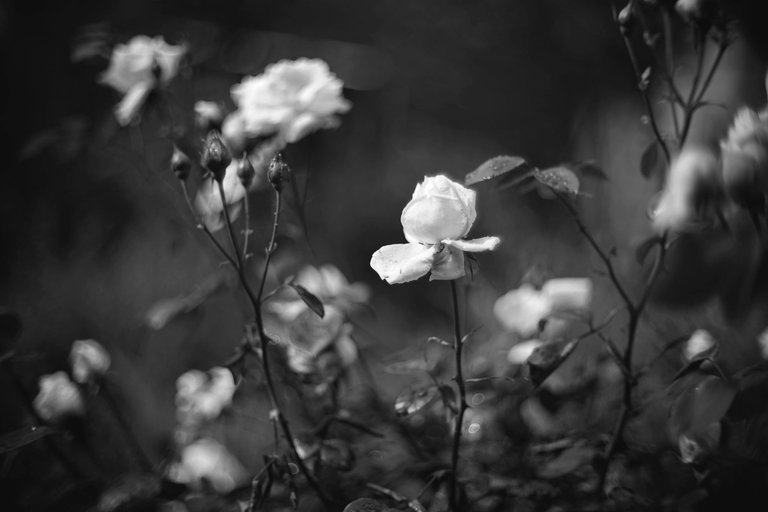 white roses garden pl biotar bw 1.jpg