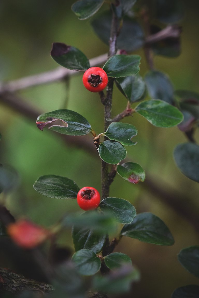 Cranberry Cotoneaster shrub pl 7.jpg