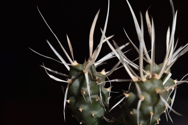 tephrocactus articulatus papyracanthus 2024 1.jpg