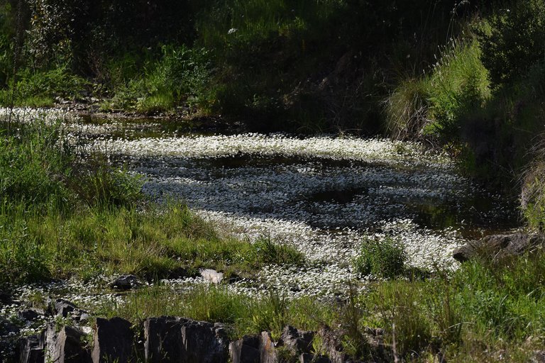 Ranunculus peltatus water flower 7.jpg