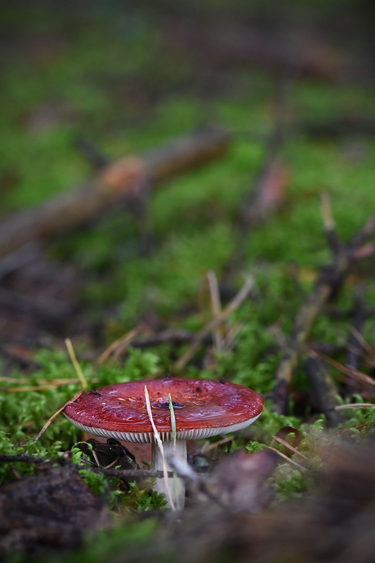 red mushroom puddle pl 4.jpg