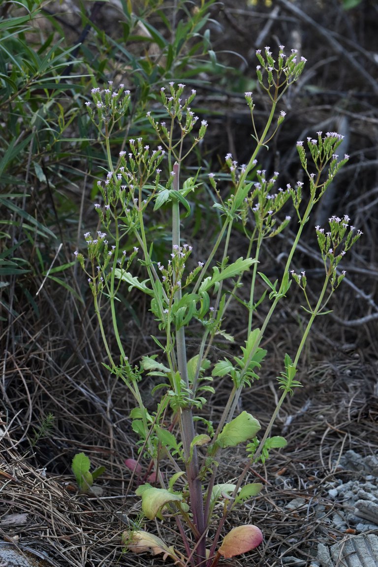 Valerianella dentata 6.jpg