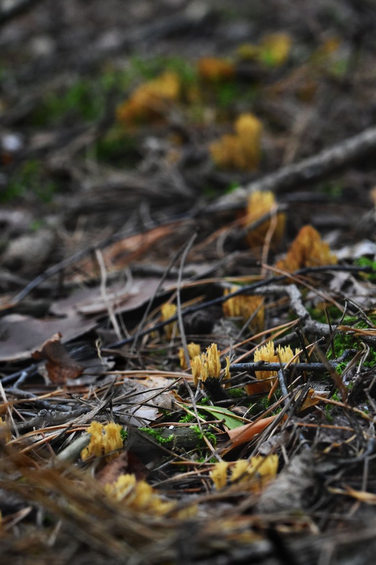 Ramaria yellow mushrooms pl 9.jpg