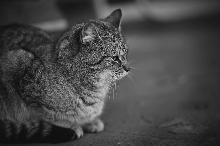 kitty Samyang bw 3.jpg