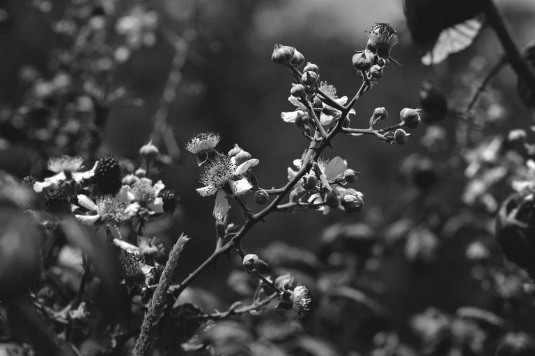 blackberry flowers bw 2.jpg