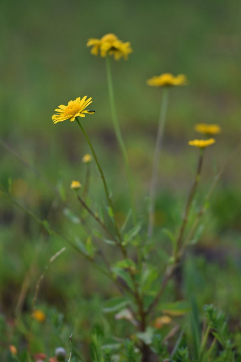 Coleostephus myconis yellow wildflower 5.jpg
