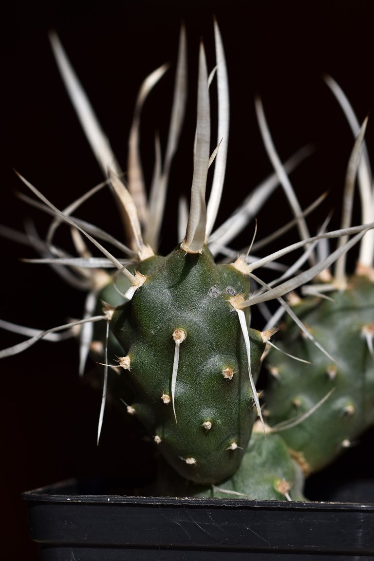 tephrocactus articulatus papyracanthus 2024 3.jpg