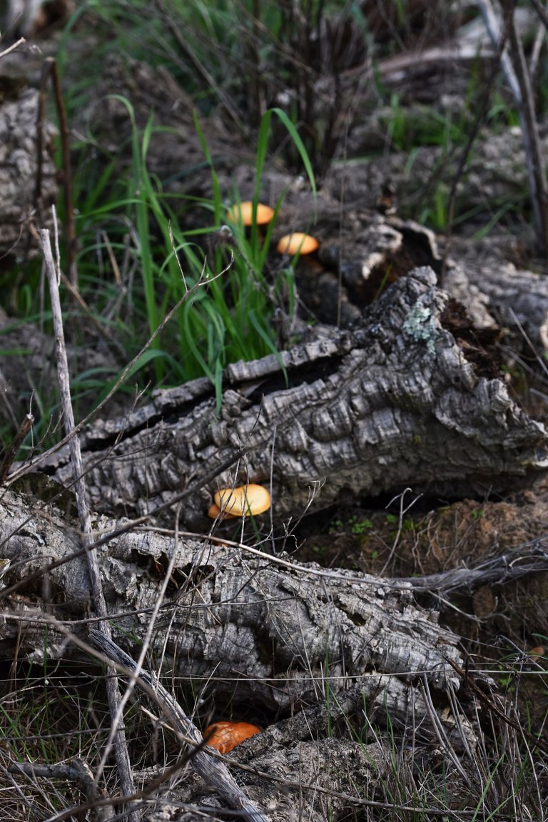 Gymnopilus suberis orange mushrooms pt  16.jpg