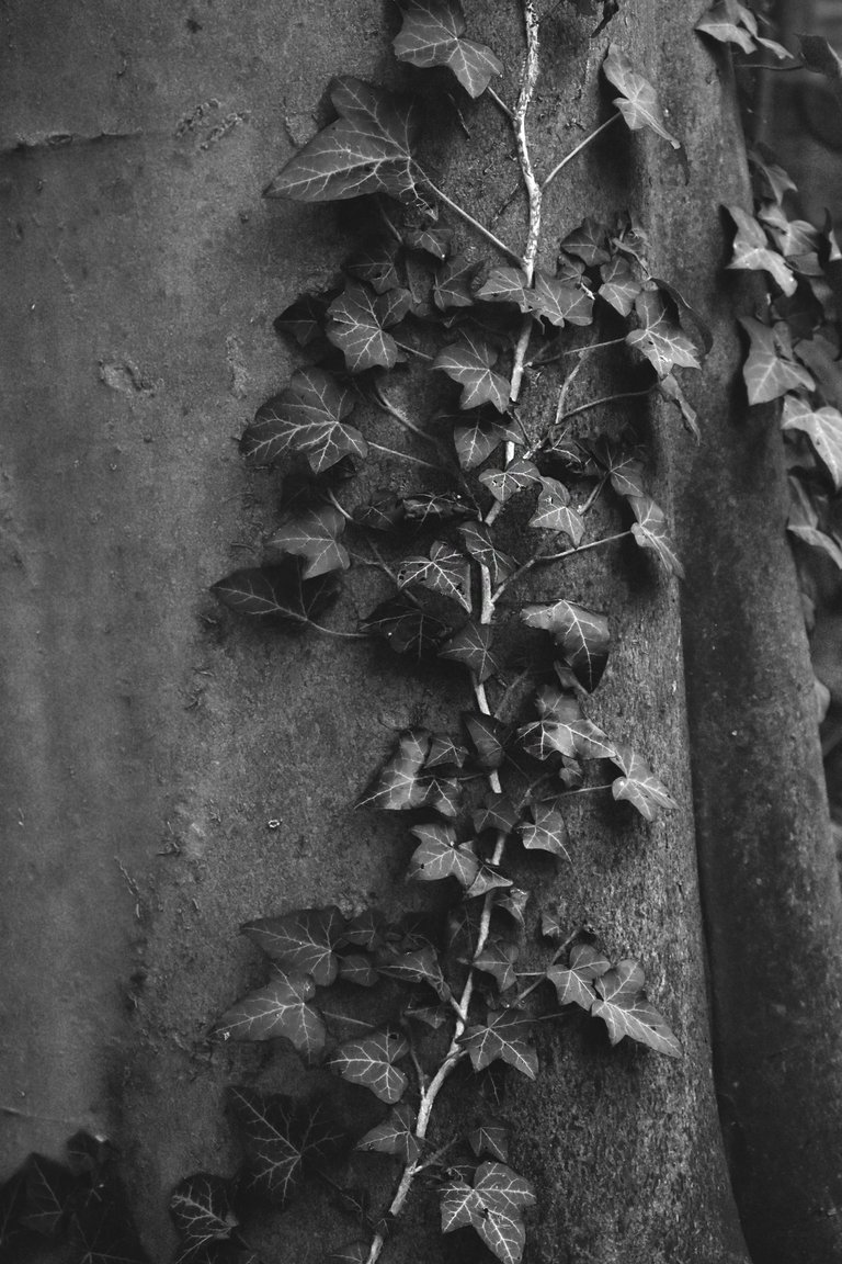 Old Jewish Cemetery bw 11.jpg