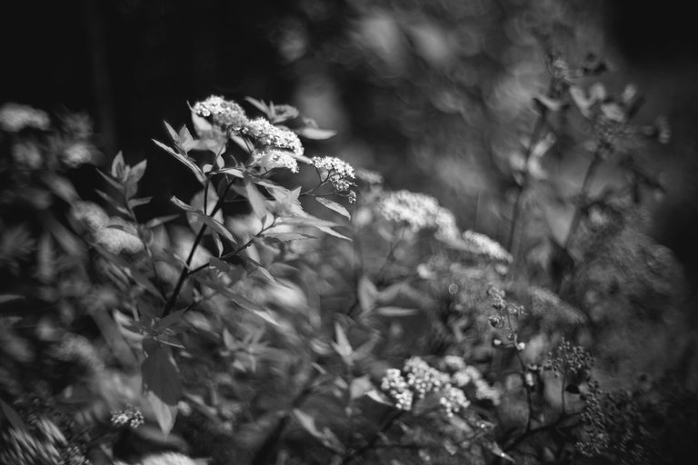 garden flowers pl biotar bw.jpg