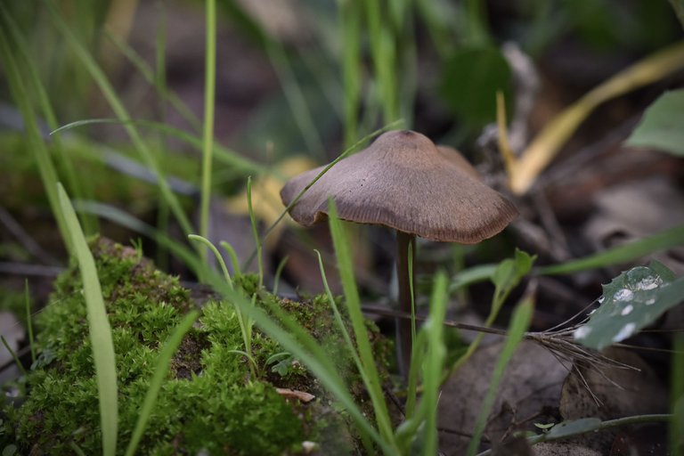 mushrooms autumn pt 5.jpg