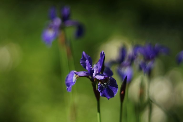 Blue Iris garden pl helios 5.jpg