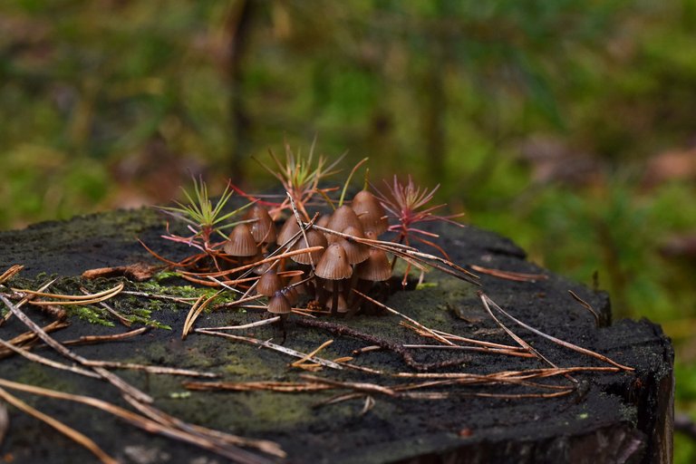 tiny mushrooms on tree stump 2.jpg