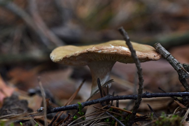 mushroom forest pl 7.jpg