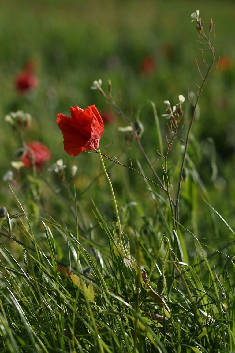 poppies park 11.jpg