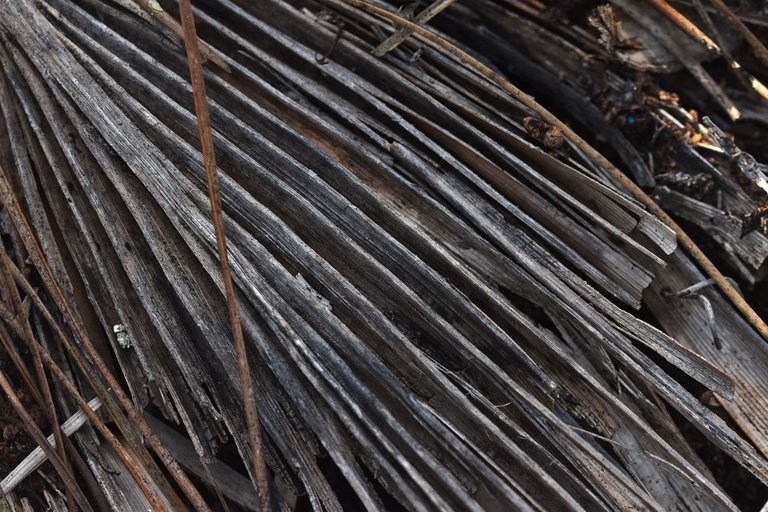 dry palm leaf 1.jpg