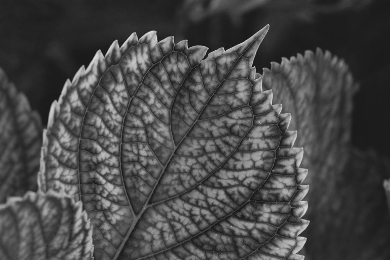 hydrangea bw 4.jpg