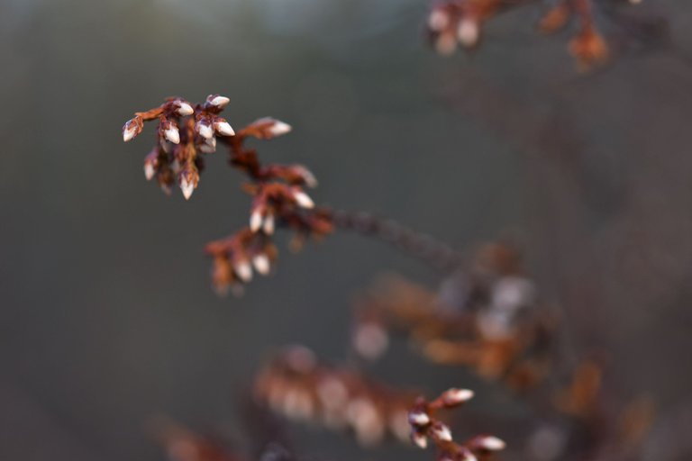 dry heather milk bokeh 5.jpg