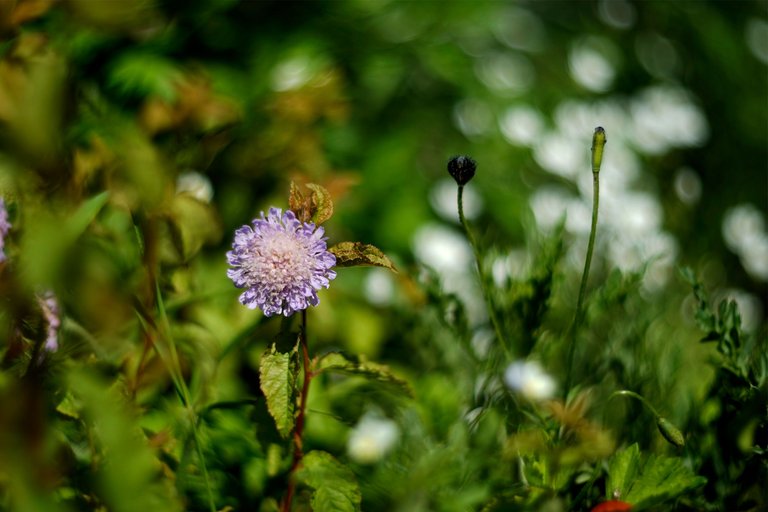 wildflower helios bokeh 2.jpg