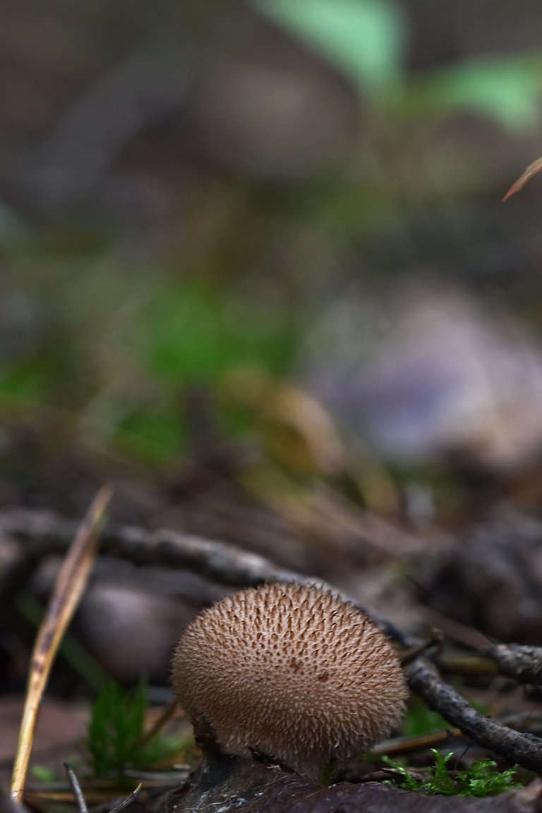 puffball mushroom pl.jpg